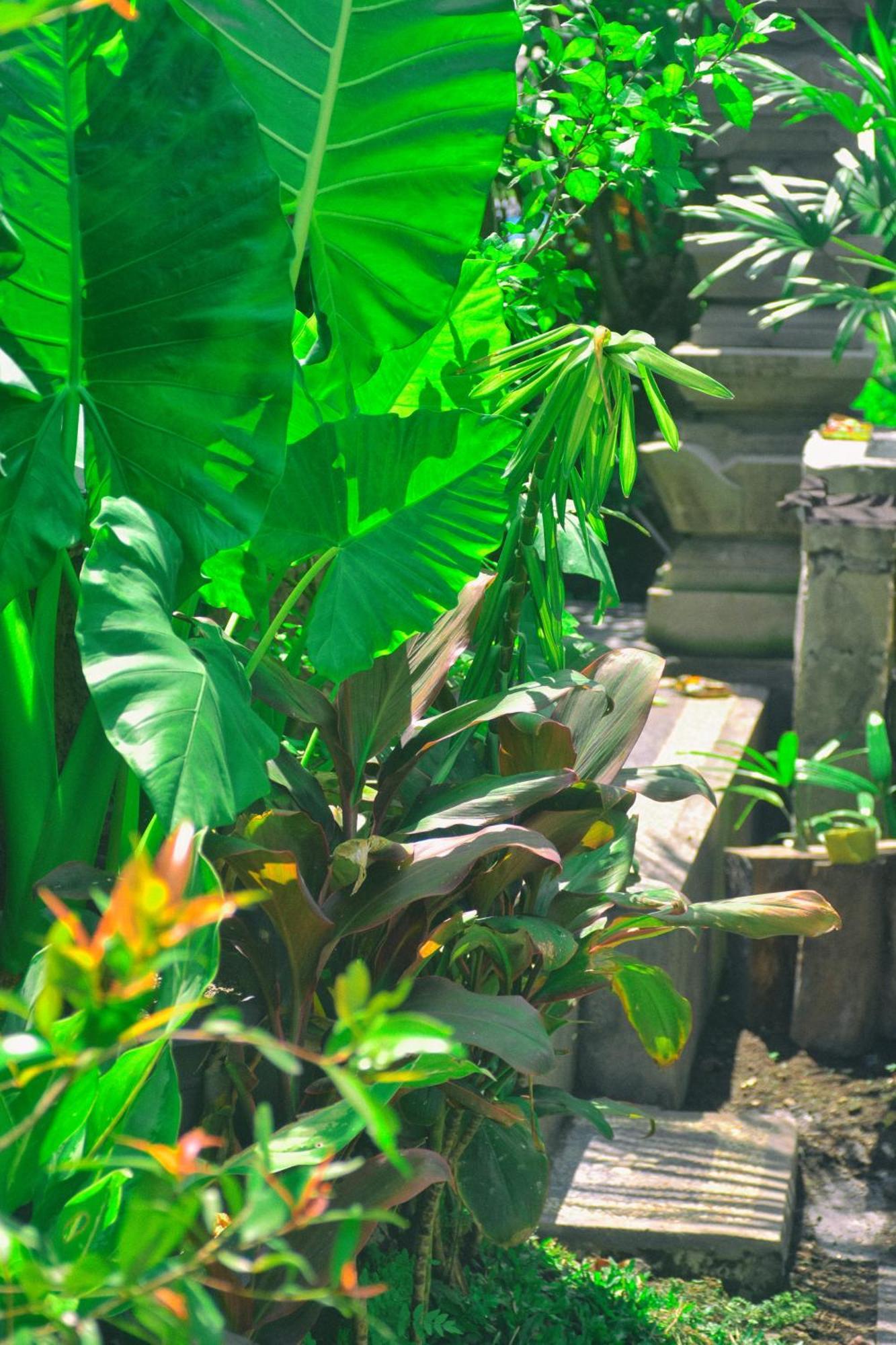 Ume Sita Villa And Homestay Ubud Buitenkant foto